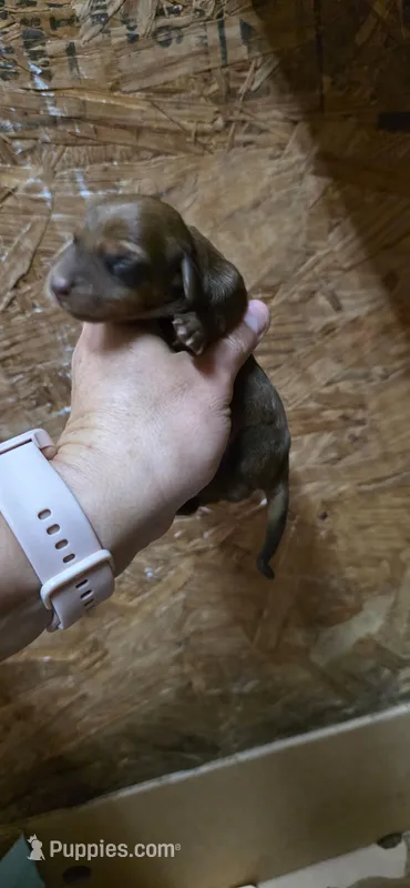 Marco – Dachshund puppy for sale in Austin, TX