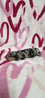 Trudy, a female Miniature Dachshund for sale in Austin, TX – 4 of 4