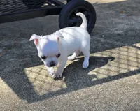 Bosa, a male Chihuahua for sale in Austin, TX – 2 of 7