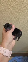 Diamond , a female Chihuahua for sale in Austin, TX – 4 of 5