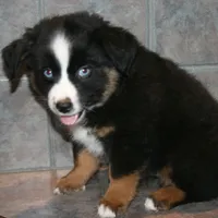 Jango, a male Miniature Australian Shepherd for sale in Boise City, OK – Photo 2 of 2
