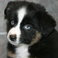 Jango, a male Miniature Australian Shepherd for sale in Boise City, OK – Photo 1 of 2