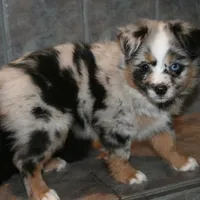 Tessa, a female Miniature Australian Shepherd for sale in Boise City, OK – Photo 1 of 2