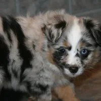 Tessa, a female Miniature Australian Shepherd for sale in Boise City, OK – Photo 2 of 2