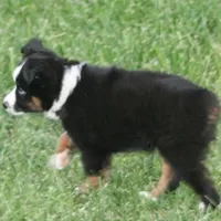 Joplin, a female Miniature Australian Shepherd for sale in Boise City, OK – Photo 2 of 3