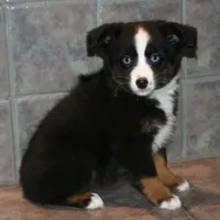 Joplin, a female Miniature Australian Shepherd for sale in Boise City, OK – Photo 1 of 3