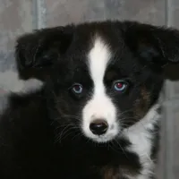 Joplin, a female Miniature Australian Shepherd for sale in Boise City, OK – Photo 3 of 3