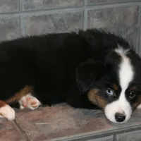 Junie, a female Miniature Australian Shepherd for sale in Boise City, OK – Photo 2 of 2