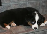 Junie, a female Miniature Australian Shepherd for sale in Boise City, OK – Photo 2 of 2