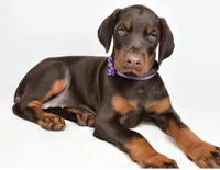 Purple collar, a female Doberman Pinscher for sale in Tipp City, OH – 1 of 3