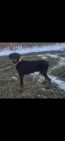 Purple collar, a female Doberman Pinscher for sale in Tipp City, OH – 2 of 3
