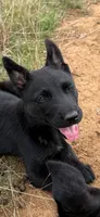 Rif, a male Cane Corso and Dutch Shepherd for sale in Oregon City, OR – 6 of 6