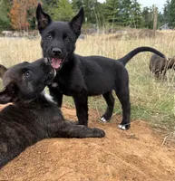 Lava, a female Cane Corso and Dutch Shepherd for sale in Oregon City, OR – 3 of 6