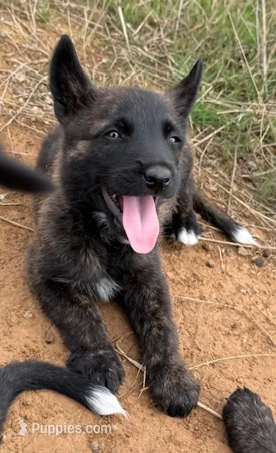 Rif – Cane Corso, Dutch Shepherd puppy for sale in Oregon City, OR