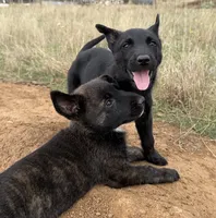 Lava, a female Cane Corso and Dutch Shepherd for sale in Oregon City, OR – 5 of 6