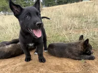 Lava, a female Cane Corso and Dutch Shepherd for sale in Oregon City, OR – 1 of 6