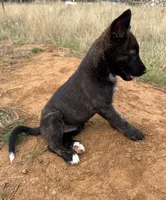 Rif, a male Cane Corso and Dutch Shepherd for sale in Oregon City, OR – 2 of 6