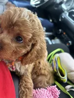Nemo, a male Cavapoo for sale in Columbus, OH – 5 of 7
