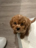 Nemo, a male Cavapoo for sale in Columbus, OH – 1 of 7