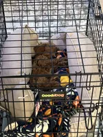 Nemo, a male Cavapoo for sale in Columbus, OH – 6 of 7
