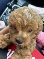 Nemo, a male Cavapoo for sale in Columbus, OH – 7 of 7
