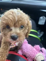 Nemo, a male Cavapoo for sale in Columbus, OH – 3 of 7