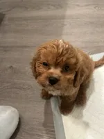 Nemo, a male Cavapoo for sale in Columbus, OH – 2 of 7