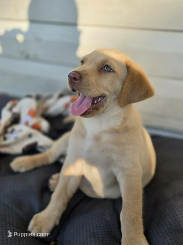 Lil girl 💕 – Labrador Retriever puppy for sale in Lumberton, NC