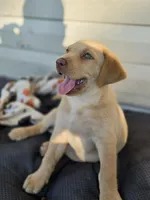 Lil girl 💕, a female Labrador Retriever for sale in Lumberton, NC – 1 of 2