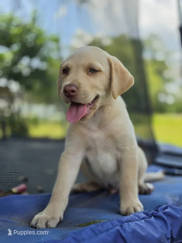 Drake – Labrador Retriever puppy for sale in Lumberton, NC