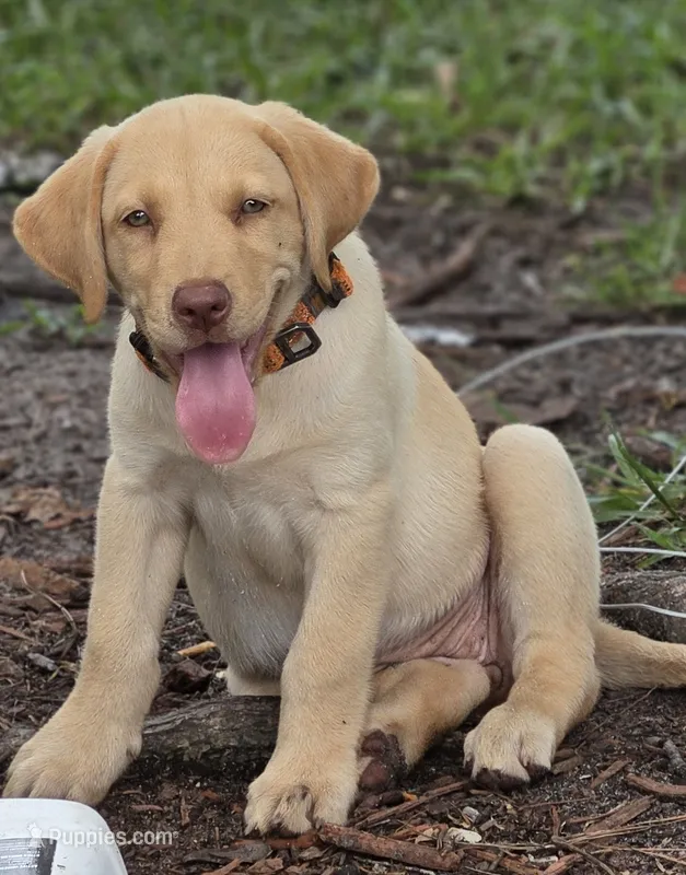 Ruby  – Labrador Retriever puppy for sale in Lumberton, NC