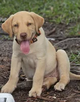 Ruby , a female Labrador Retriever for sale in Lumberton, NC – 1 of 1