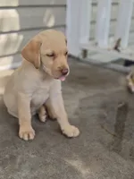 Buddy, a male Labrador Retriever for sale in Lumberton, NC – 1 of 1