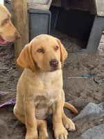 Lil girl 💕, a female Labrador Retriever for sale in Lumberton, NC – 2 of 2