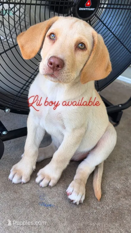 Scout – Labrador Retriever puppy for sale in Lumberton, NC
