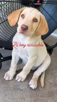 Scout, a male Labrador Retriever for sale in Lumberton, NC – 1 of 1