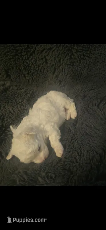 Snowball – Maltese, Poodle - Toy  puppy for sale in Waynesville, MO