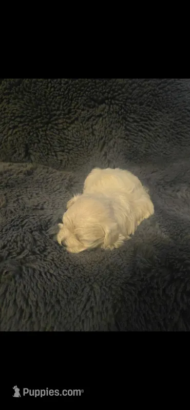 Chai – Maltese, Poodle - Toy  puppy for sale in Waynesville, MO
