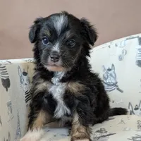 Fiyero Toy Aussiedoodle, a male Poodle - Toy  and Miniature Aussiedoodle for sale in Salt Lake City, UT – Photo 3 of 3