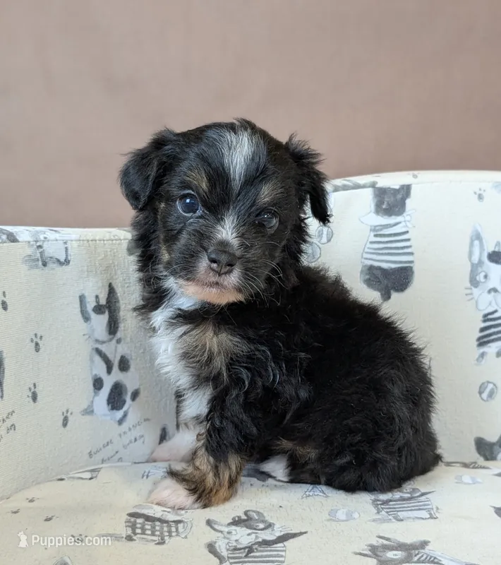 Fiyero Toy Aussiedoodle