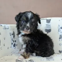 Fiyero Toy Aussiedoodle, a male Poodle - Toy  and Miniature Aussiedoodle for sale in Salt Lake City, UT – Photo 1 of 3