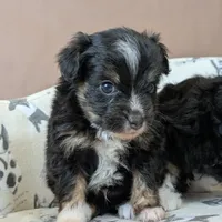 Fiyero Toy Aussiedoodle, a male Poodle - Toy  and Miniature Aussiedoodle for sale in Salt Lake City, UT – Photo 2 of 3