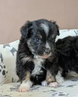 Fiyero Toy Aussiedoodle, a male Poodle - Toy  and Miniature Aussiedoodle for sale in Salt Lake City, UT – Photo 2 of 3