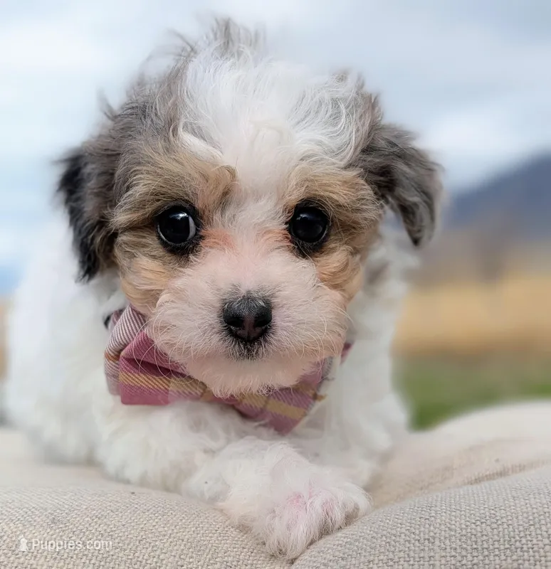 Sunny - Tiny Toy Labradoodle  – Poodle - Toy , Miniature Labradoodle puppy for sale in Salt Lake City, UT