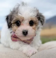 Sunny - Tiny Toy Labradoodle , a female Poodle - Toy  and Miniature Labradoodle for sale in Salt Lake City, UT – Photo 1 of 7