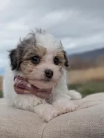 Sunny - Tiny Toy Labradoodle , a female Poodle - Toy  and Miniature Labradoodle for sale in Salt Lake City, UT – Photo 7 of 7