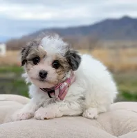 Sunny - Tiny Toy Labradoodle , a female Poodle - Toy  and Miniature Labradoodle for sale in Salt Lake City, UT – Photo 6 of 7
