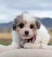 Sunny - Tiny Toy Labradoodle , a female Poodle - Toy  and Miniature Labradoodle for sale in Salt Lake City, UT – Photo 5 of 7
