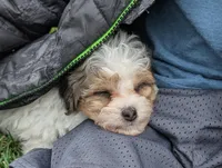 Sunny - Tiny Toy Labradoodle , a female Poodle - Toy  and Miniature Labradoodle for sale in Salt Lake City, UT – Photo 4 of 7