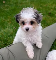 Sunny - Tiny Toy Labradoodle , a female Poodle - Toy  and Miniature Labradoodle for sale in Salt Lake City, UT – Photo 2 of 7
